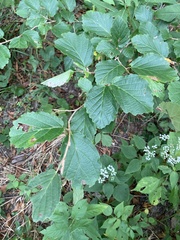 Hamamelis virginiana