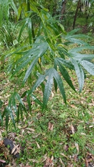 Hibiscus heterophyllus