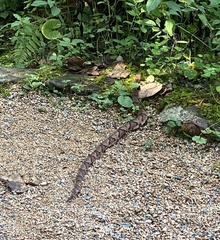 Agkistrodon contortrix