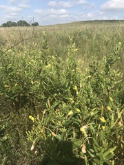 Oenothera