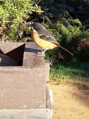 Laniarius ferrugineus ferrugineus