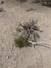 Ephedra