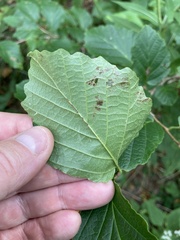 Hamamelis virginiana