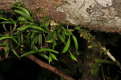 Barbosella prorepens