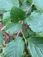 Hamamelis virginiana