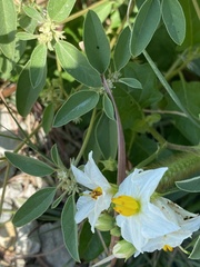 Croton monanthogynus