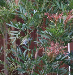 Zosterops virens capensis