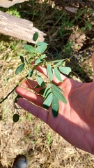 Senna corymbosa