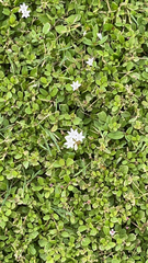 Richardia grandiflora