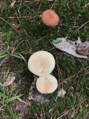 Lactifluus hygrophoroides