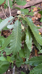 Quercus montana