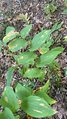 Uvularia grandiflora