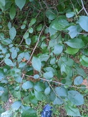 Ilex montana