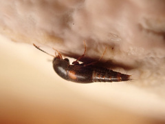 Sepedophilus bipustulatus