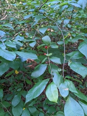 Ilex montana