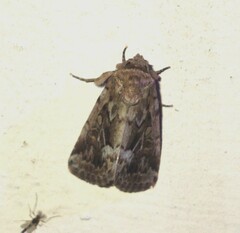 Spodoptera depravata