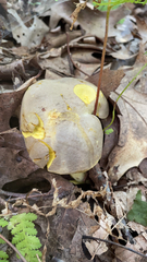Retiboletus ornatipes