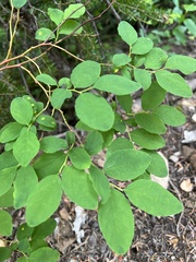 Vaccinium ovalifolium