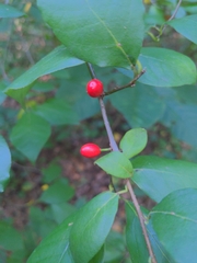 Ilex montana
