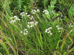 Solidago ptarmicoides
