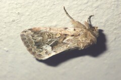 Spodoptera depravata