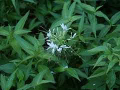 Cleome spinosa