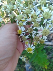 Doellingeria umbellata