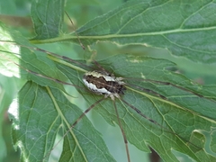Mitopus