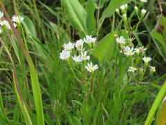 Solidago ptarmicoides