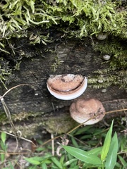 Ganoderma