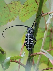 Plectrodera scalator