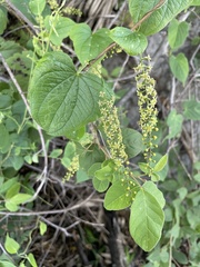 Dioscorea