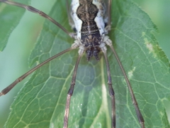 Mitopus