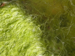 Ulva intestinalis