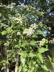 Clematis flammula