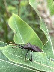 Acanthocephala