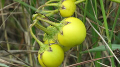 Solanum dimidiatum
