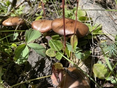 Tricholoma fulvum