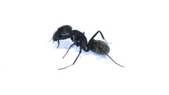 Camponotus cosmicus