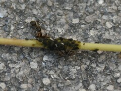 Aphis fabae