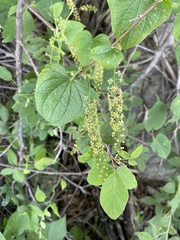 Dioscorea