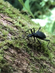 Scaphinotus angusticollis