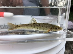 Rhinichthys cataractae