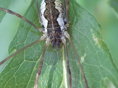 Mitopus