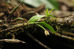Scaphyglottis dunstervillei