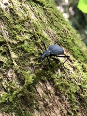 Scaphinotus angusticollis