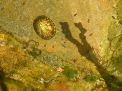 Testudinalia testudinalis