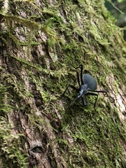 Scaphinotus angusticollis