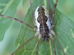 Mitopus