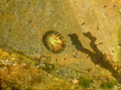 Testudinalia testudinalis